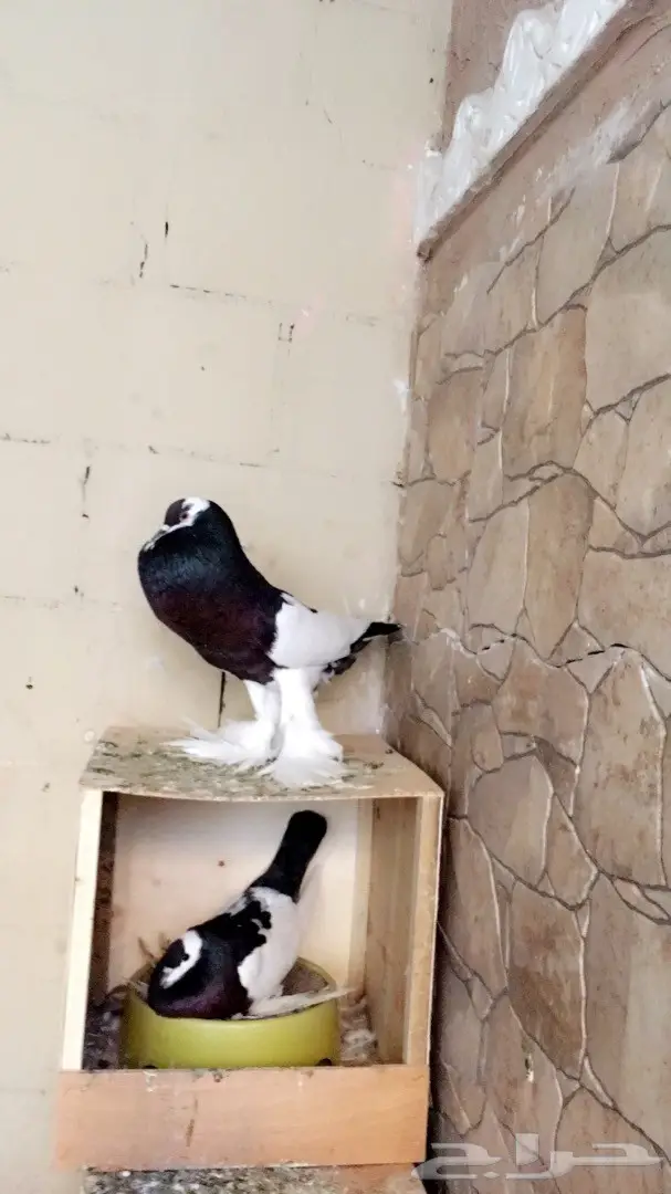 حمام زينه للبيع 