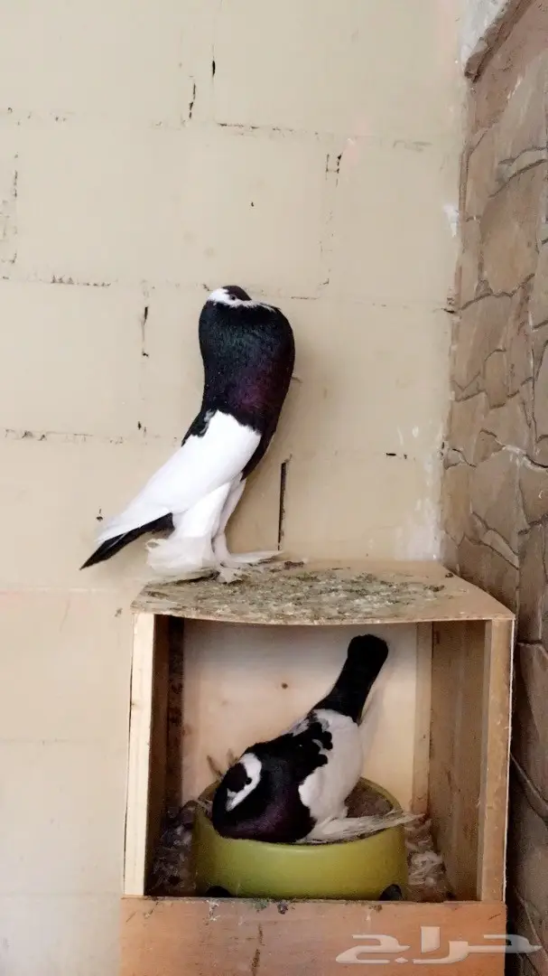 حمام زينه للبيع  (image 1)