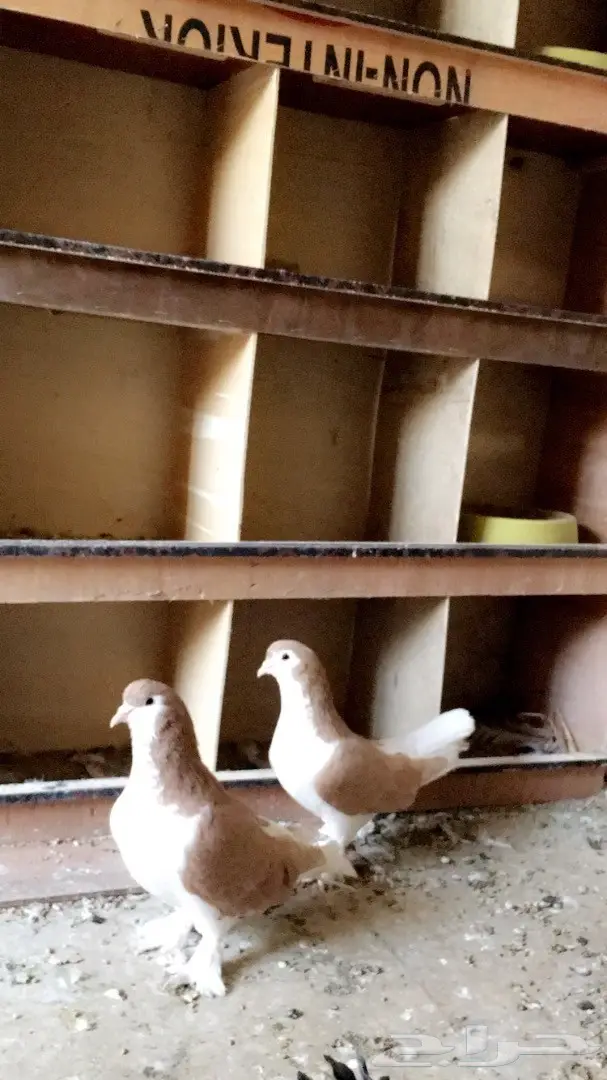 حمام زينه للبيع  (image 2)