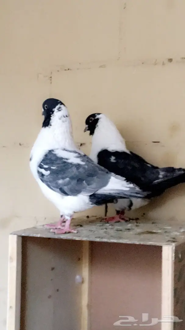 حمام زينه للبيع  (image 3)