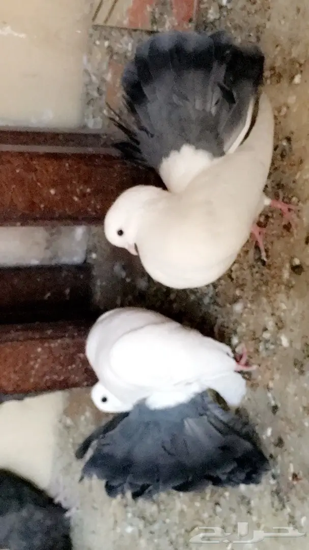 حمام زينه للبيع  (image 5)