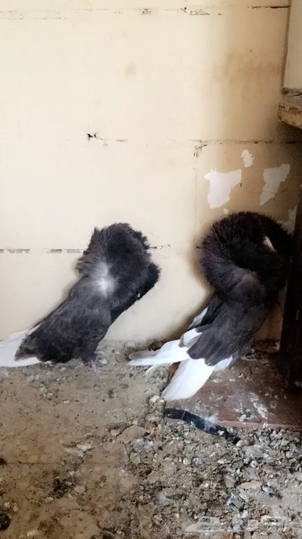 حمام زينه للبيع  (image 6)