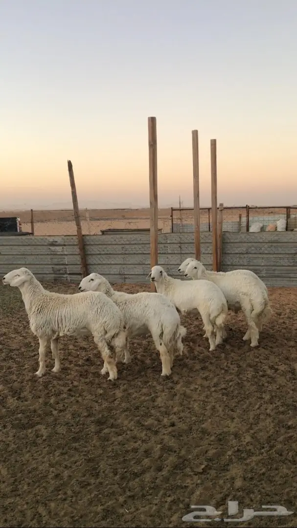 5 طليان جذعان 