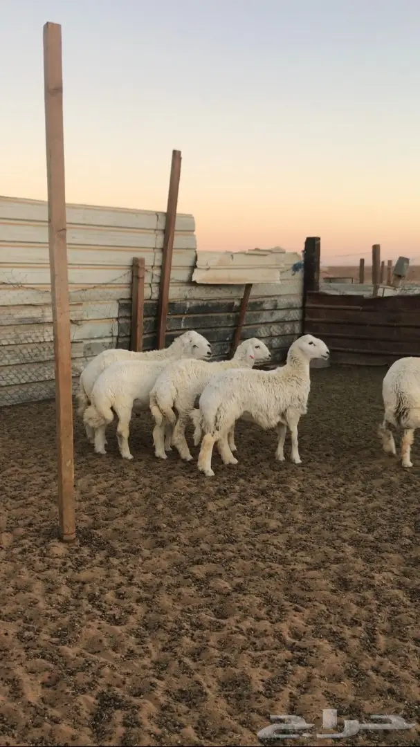 5 طليان جذعان  (image 1)