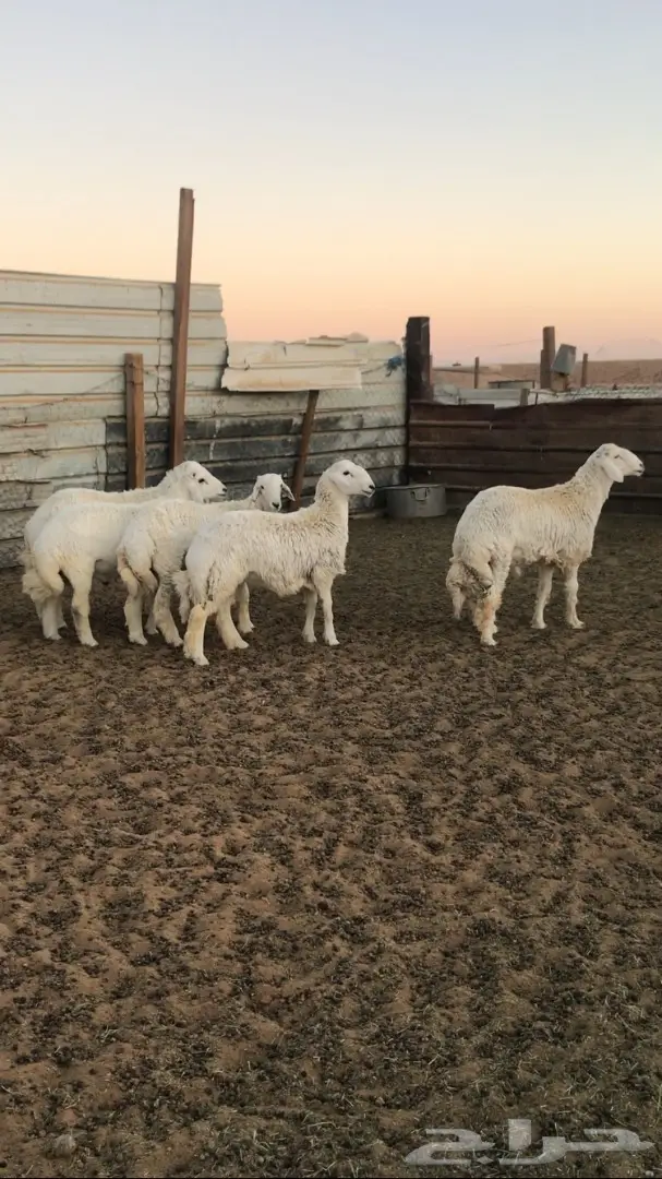 5 طليان جذعان  (image 2)