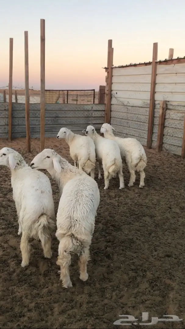 5 طليان جذعان  (image 3)