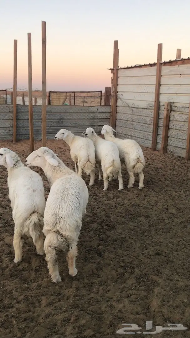 5 طليان جذعان  (image 4)