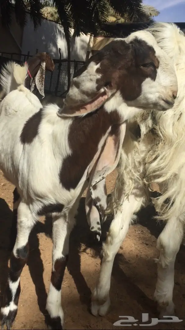 تيس هولندي (image 1)