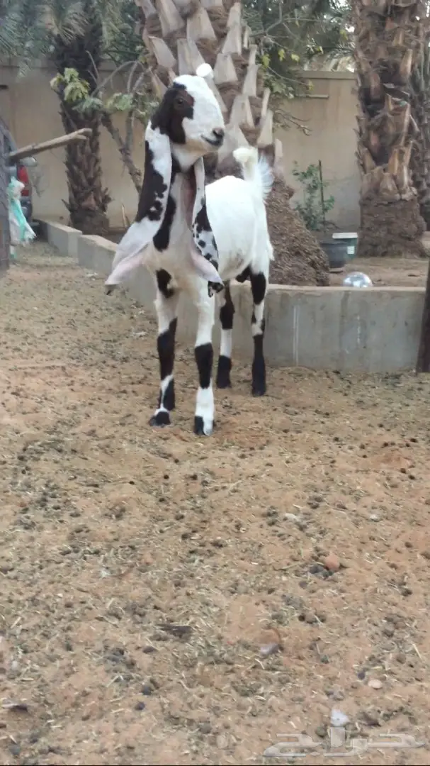 تيس هولندي (image 2)