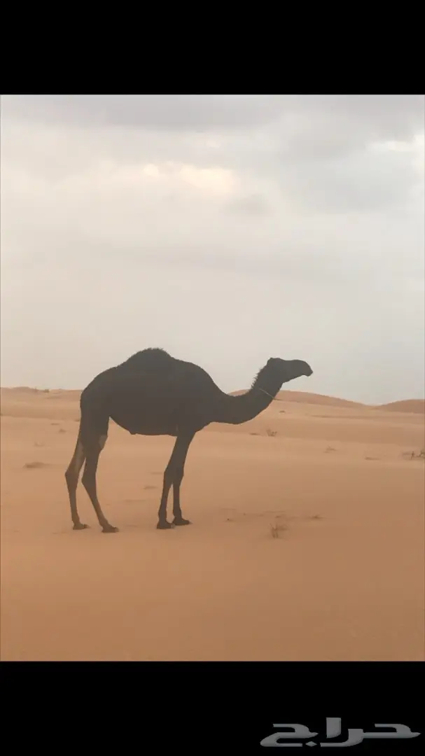 للبيع بكرتين مجاهيم 