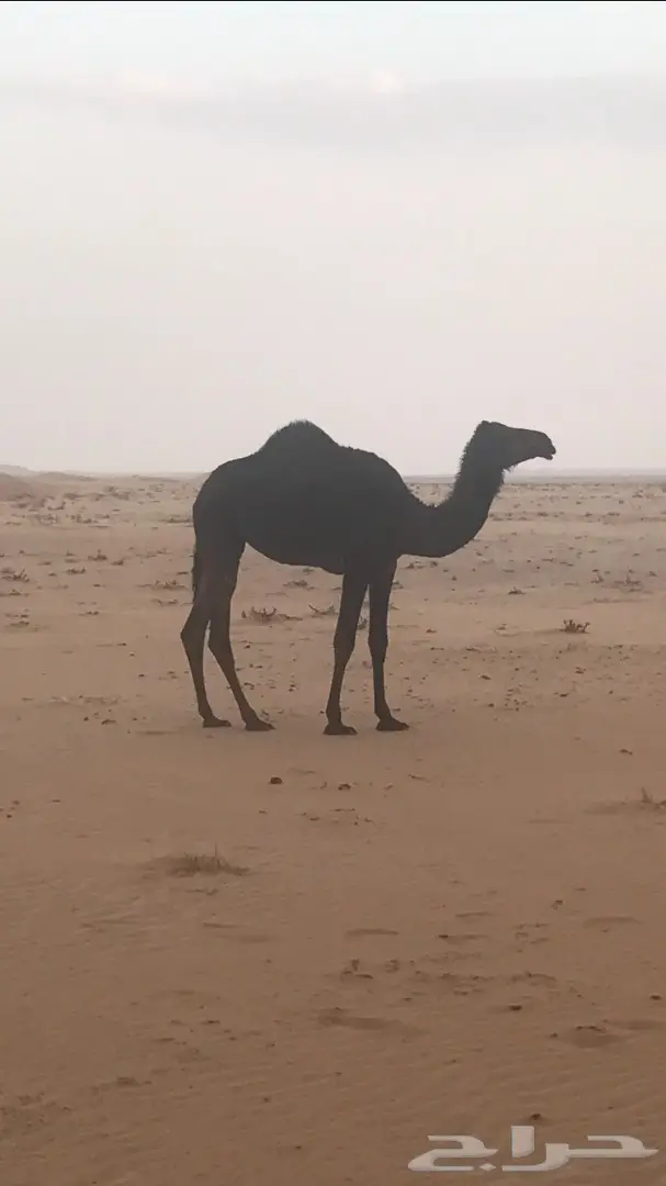 للبيع بكرتين مجاهيم  (image 1)