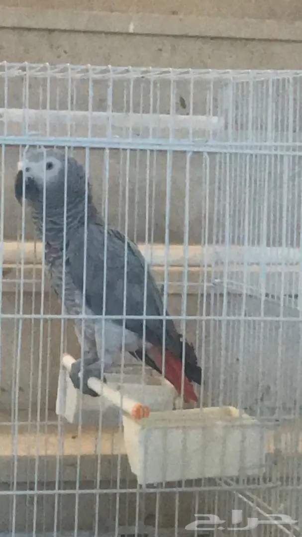 ساسكوا أفريقي