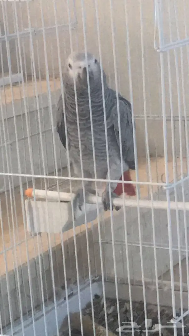 ساسكوا أفريقي (image 1)