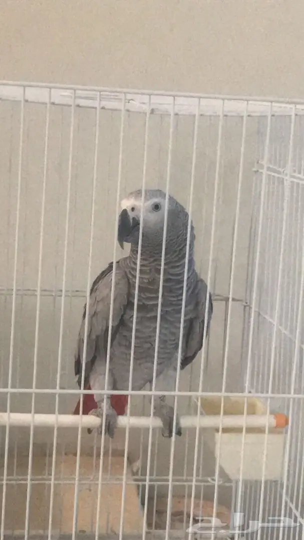 ساسكوا أفريقي (image 2)