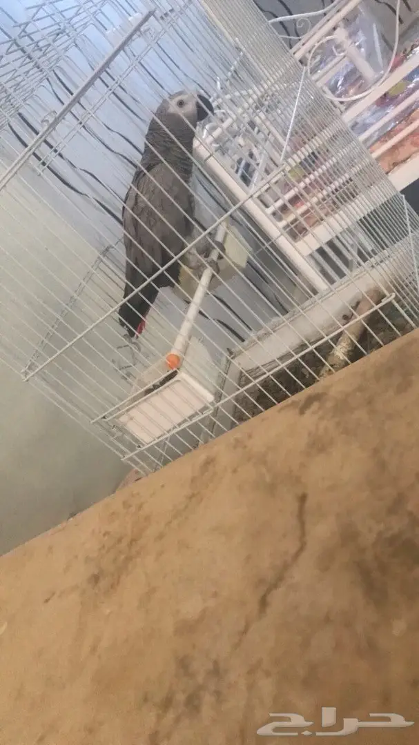 ساسكوا أفريقي (image 3)