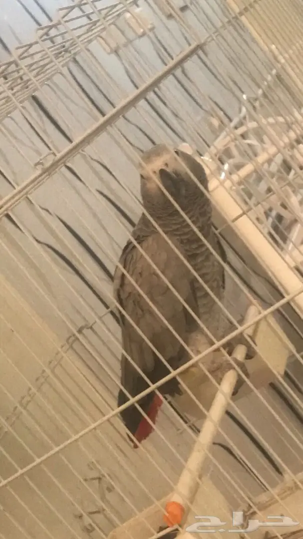 ساسكوا أفريقي (image 4)