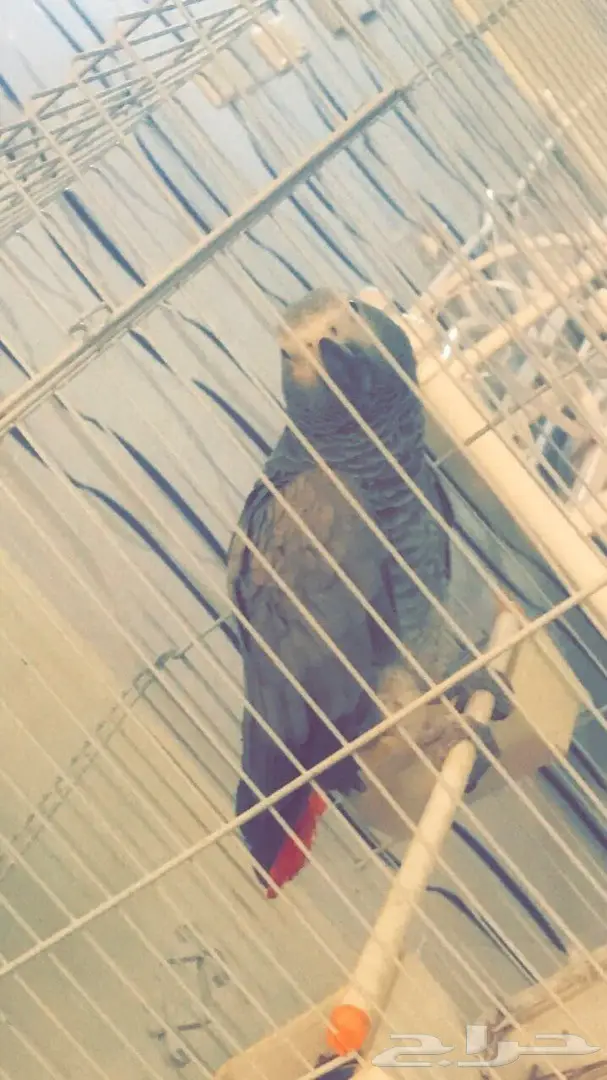 ساسكوا أفريقي (image 5)