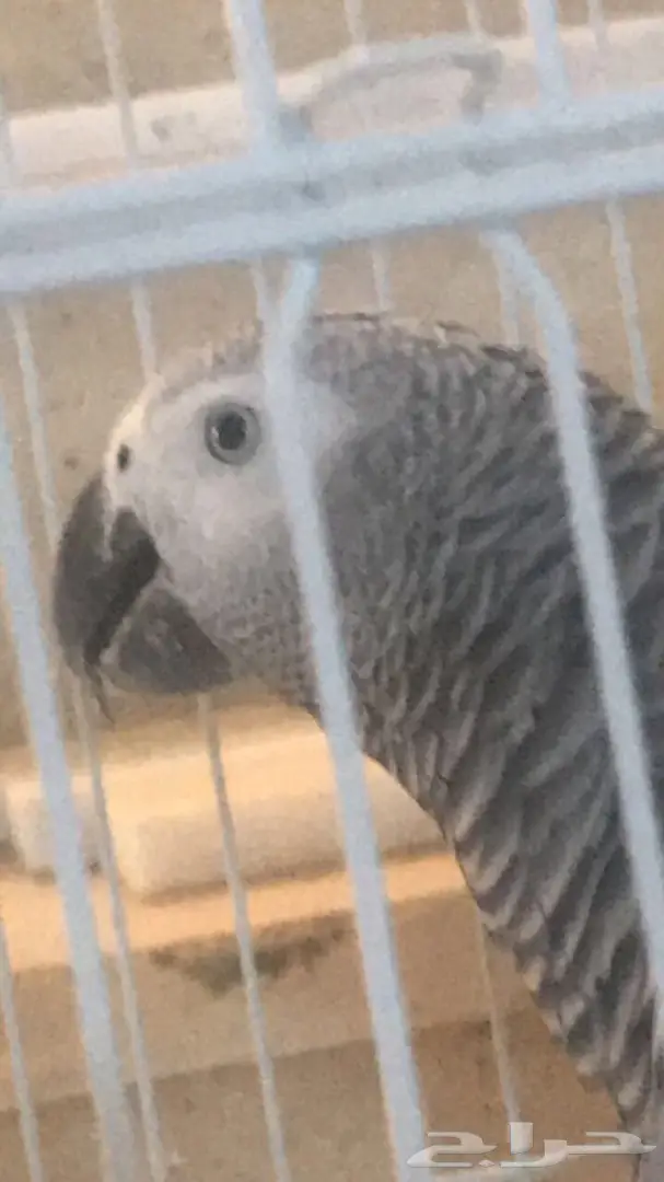 ساسكوا أفريقي (image 6)