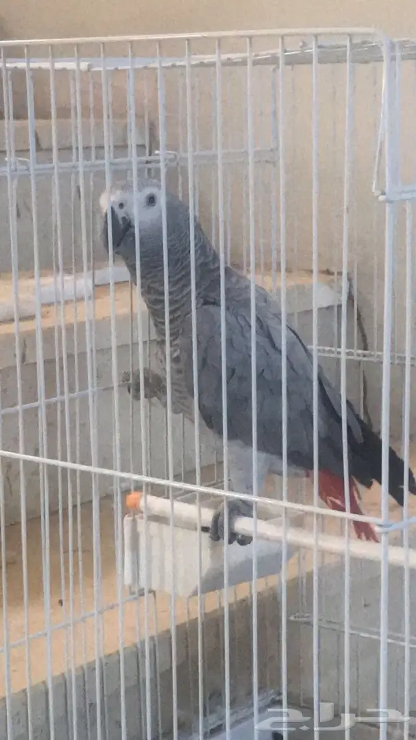 ساسكوا أفريقي (image 7)