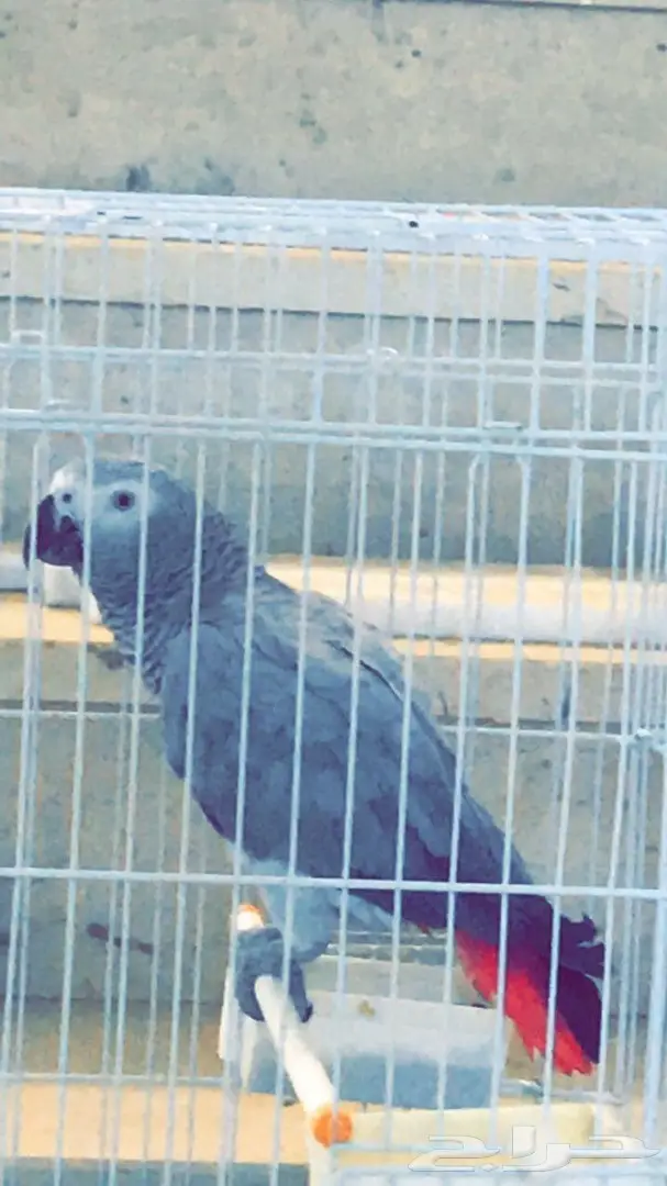 ساسكوا أفريقي (image 8)