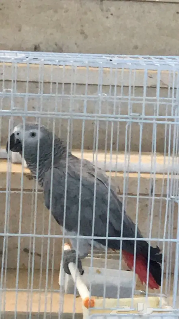 ساسكوا أفريقي (image 9)