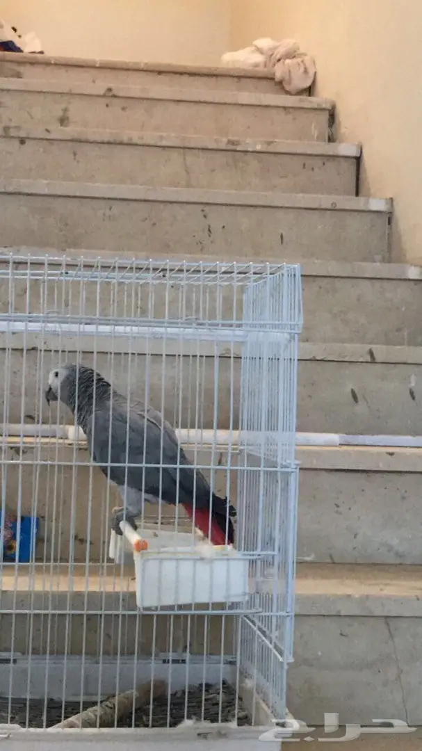 ساسكوا أفريقي (image 10)