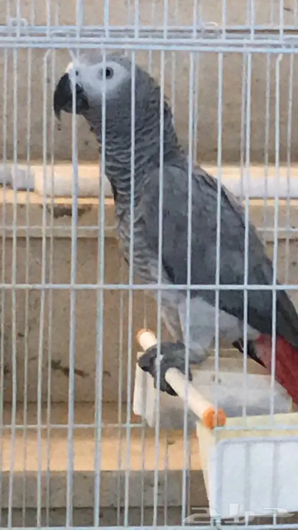 ساسكوا أفريقي (image 11)