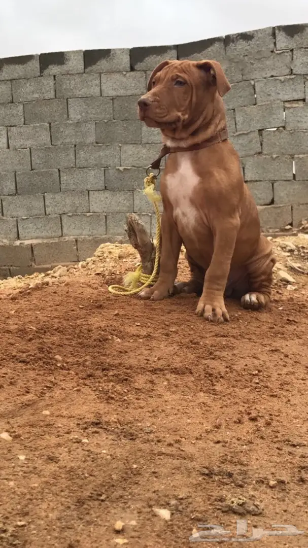 مستوى عالي بيتبول للبيع 