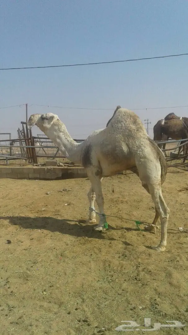 بعير باتلي (image 1)