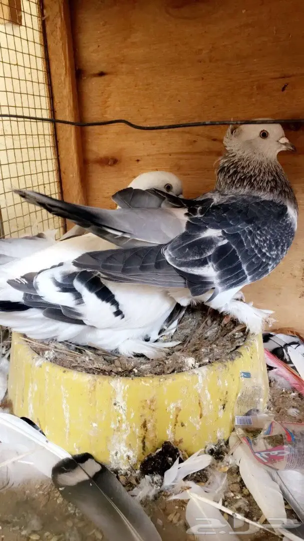 حمام منوع ولبيع سمح