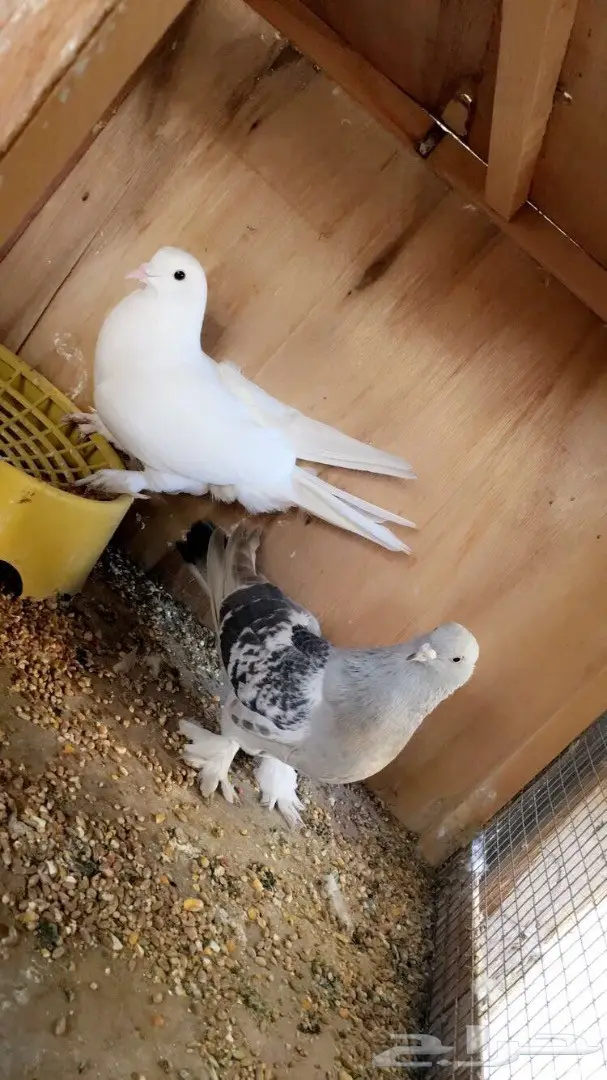 حمام منوع ولبيع سمح (image 1)