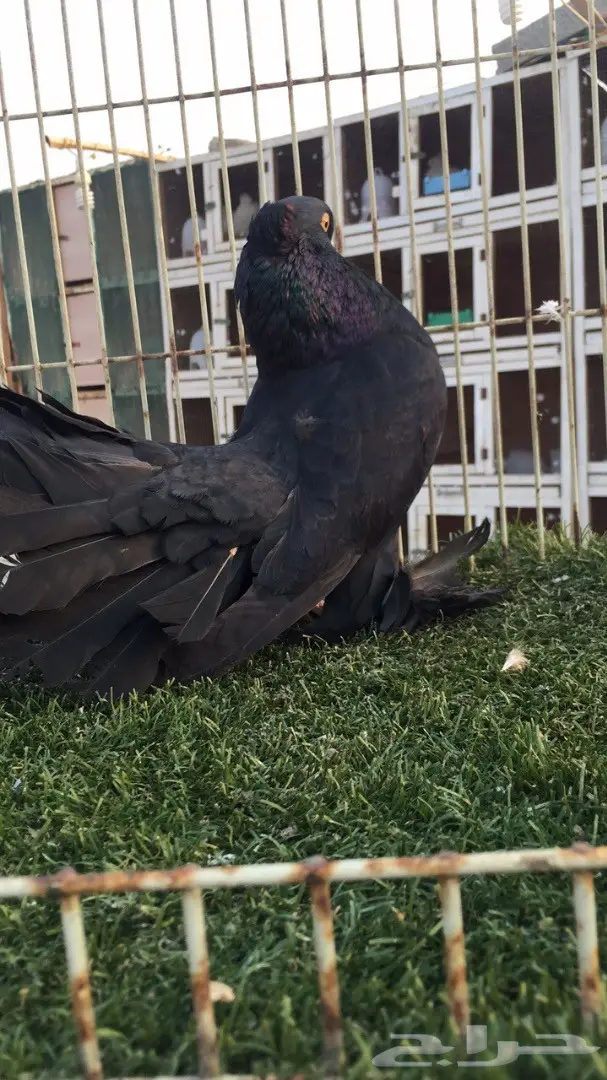 (( جوز رقاص هندي )))