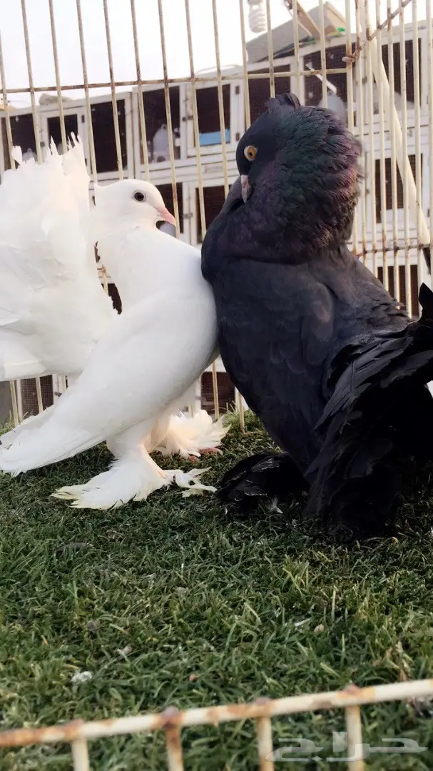 (( جوز رقاص هندي ))) (image 1)