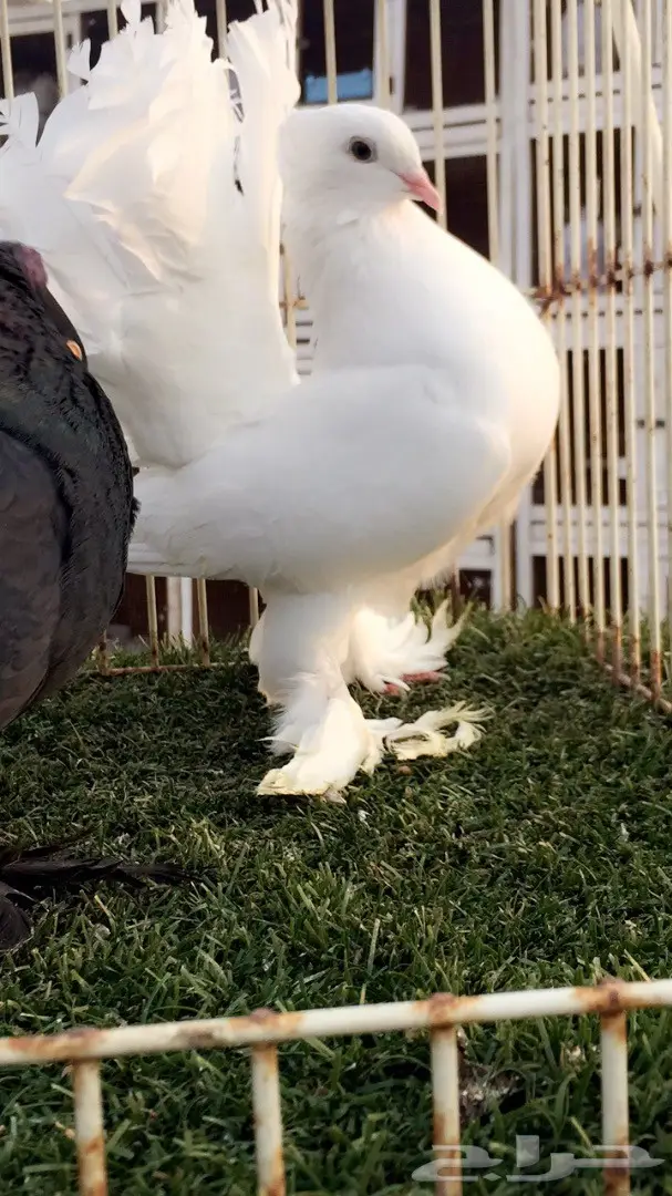 (( جوز رقاص هندي ))) (image 2)