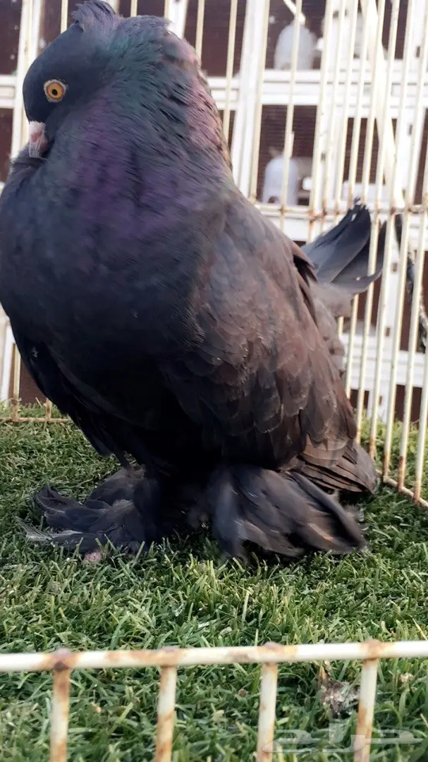 (( جوز رقاص هندي ))) (image 3)