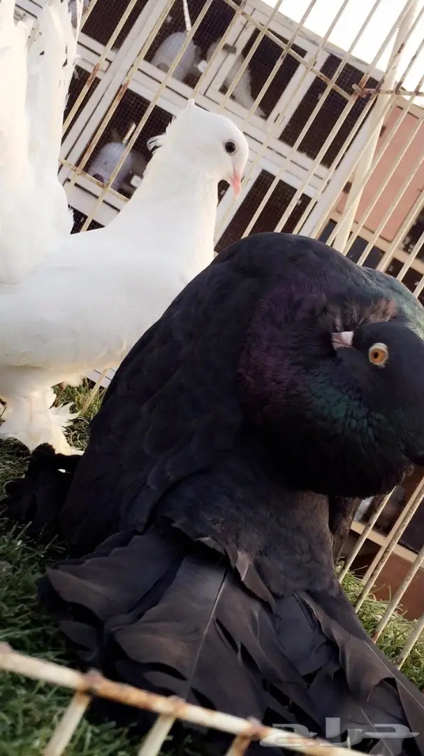 (( جوز رقاص هندي ))) (image 4)