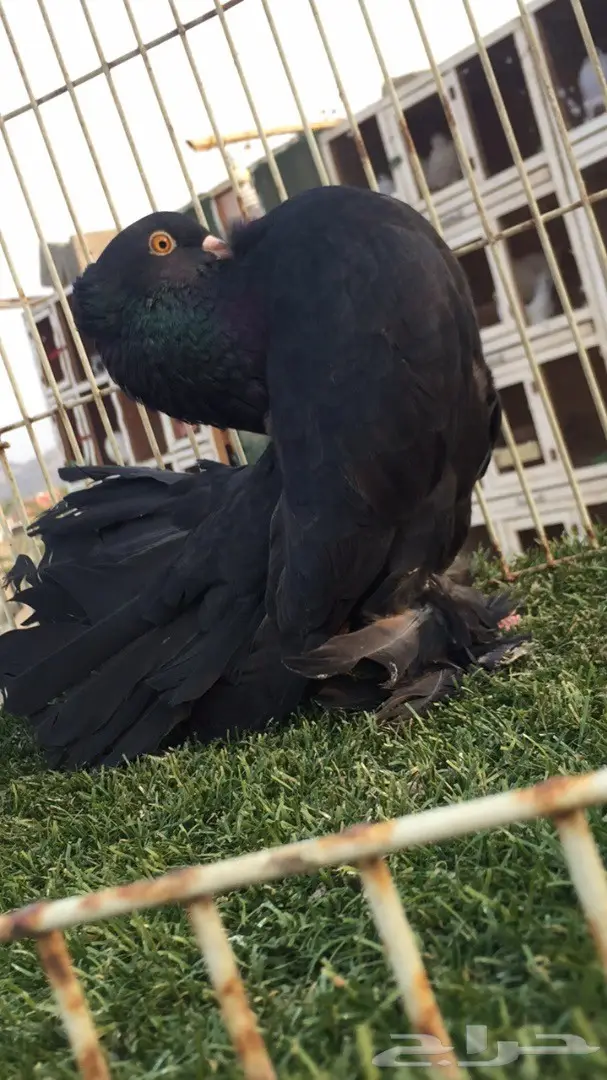 (( جوز رقاص هندي ))) (image 5)