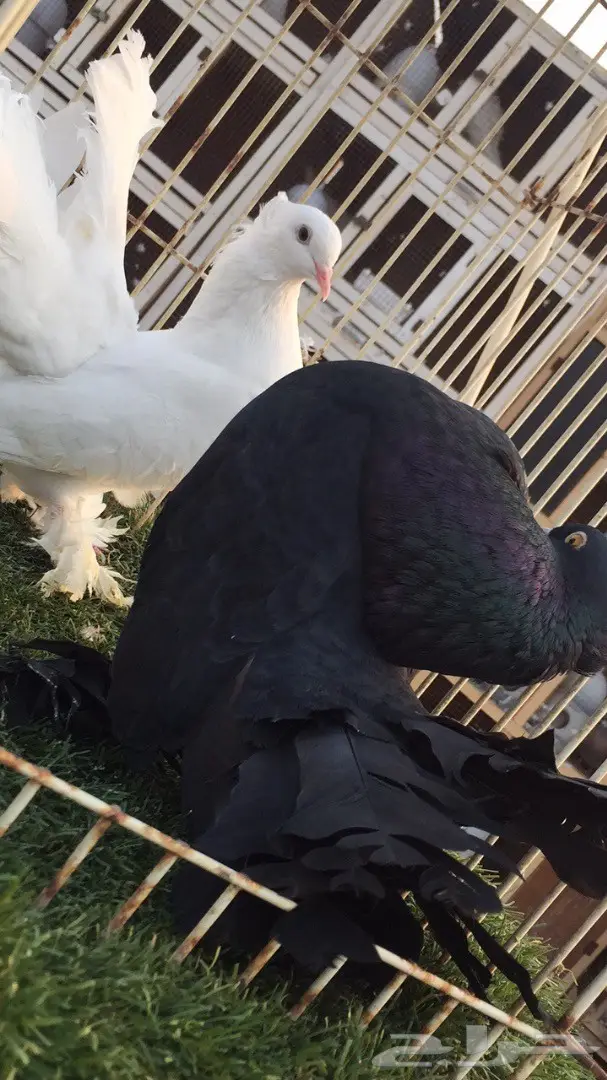 (( جوز رقاص هندي ))) (image 6)