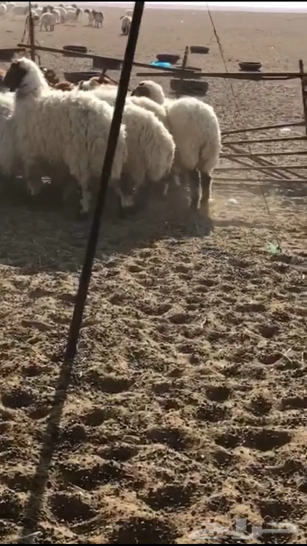 للبيع نعيم مغلق شحم فل الفل العمر من  5 الي 7 (image 1)