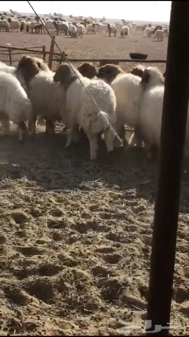 للبيع نعيم مغلق شحم فل الفل العمر من  5 الي 7 (image 2)