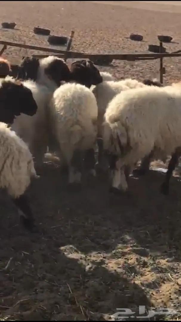 للبيع نعيم مغلق شحم فل الفل العمر من  5 الي 7 (image 3)