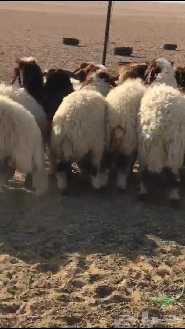 للبيع نعيم مغلق شحم فل الفل العمر من  5 الي 7 (image 4)