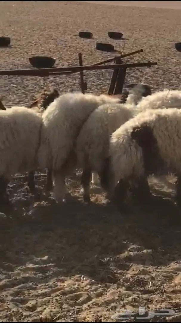 للبيع نعيم مغلق شحم فل الفل العمر من  5 الي 7 (image 5)