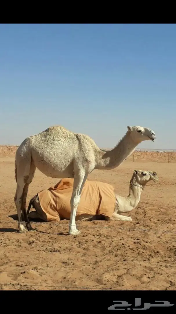 للبيع بكره حقه