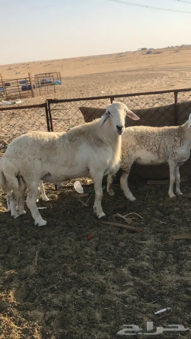 فحل حري صنف للبيع 