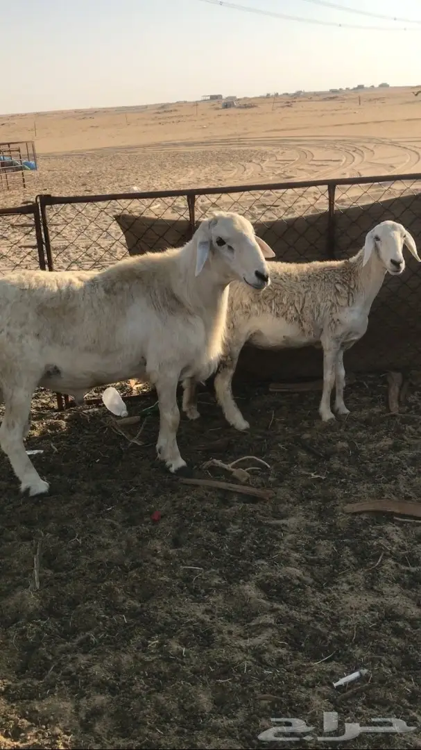 فحل قوي للبيع - سلالة مميزة (image 1)