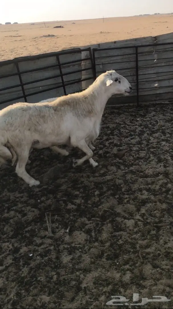فحل قوي للبيع - سلالة مميزة (image 3)