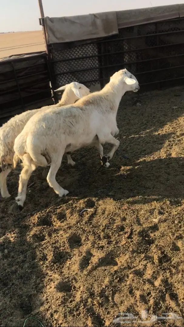 فحل قوي للبيع - سلالة مميزة (image 4)