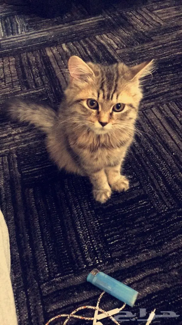 قطط شيرازي صغيرة للبيع 