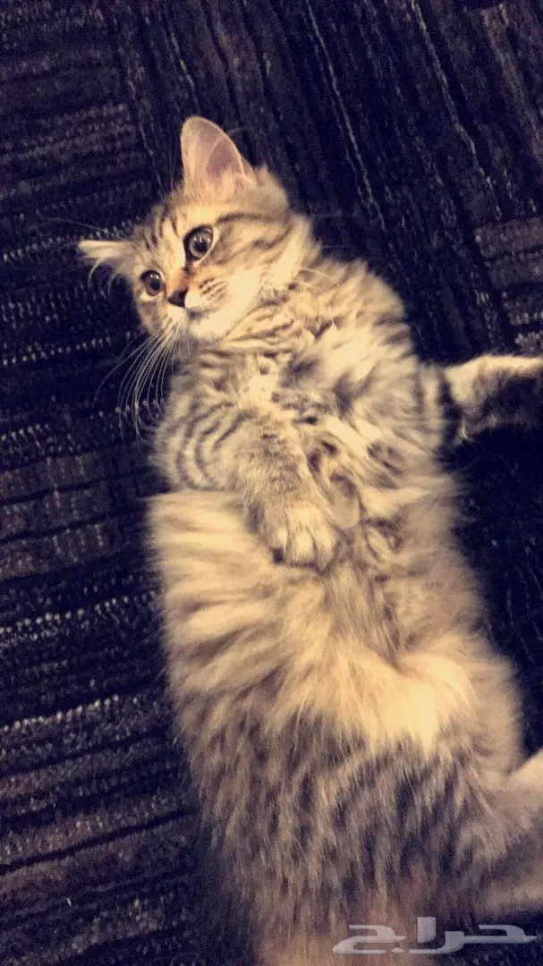 قطط شيرازي صغيرة للبيع  (image 1)